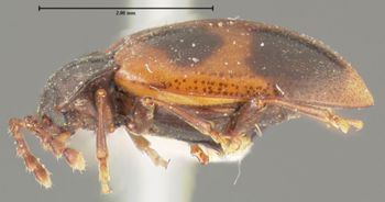 Media type: image;   Entomology 24537 Aspect: habitus lateral view